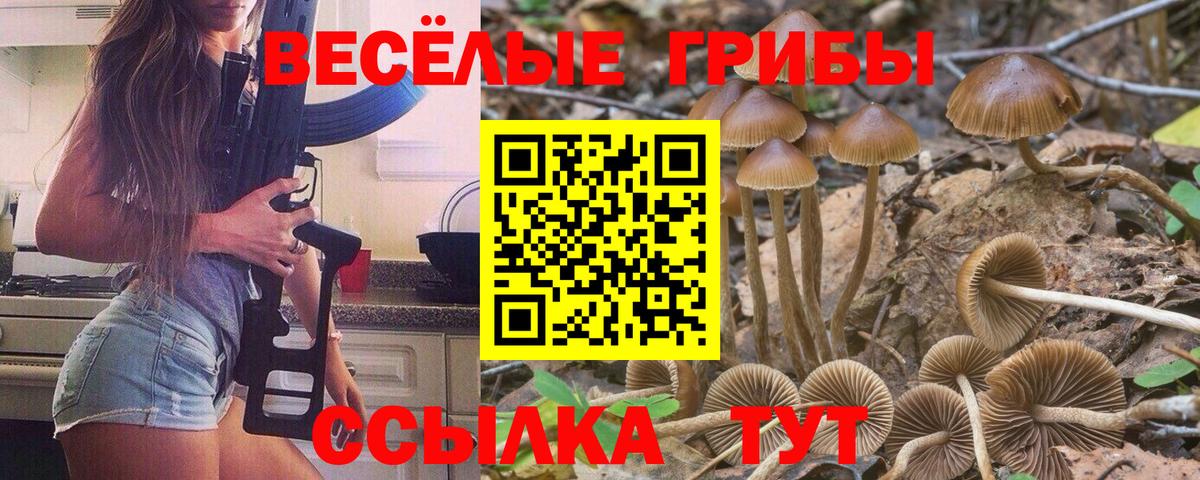Галлюциногенные грибы Magic Shrooms  Вход с VPN  продажа наркотиков  Псилоцибиновые грибы ЛСД  Курск 